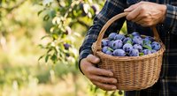 Farmer holding wicker basket filled with fresh blueberries in orchard garden. Male agricultural worker harvesting ripe berries outdoors.