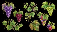 Colorful grape clusters with green leaves, isolated on transparent background. Set of hand-drawn style vineyard fruit clipart for t-shirt design, stickers, print on demand, sublimation.