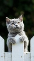 Gray cat with amber eyes perched on white wooden fence, looking upward with curious expression against blurred green garden background. Pet portrait.