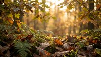 Fallen logs covered with moss and ferns in autumn forest with golden sunlight filtering through trees, suitable for nature backgrounds and woodland themes.