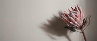 Single pink protea flower with dramatic shadow on neutral beige background. Minimalist botanical photography for modern interior design and decor projects.