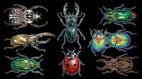 Colorful beetle and ladybug clipart set isolated on transparent background, ready for t-shirt design, stickers, print on demand, and sublimation projects.