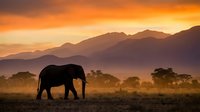Majestic elephant silhouette walking across African savanna at golden sunset with layered mountain ranges and acacia trees creating dramatic wildlife landscape.