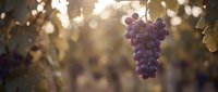 Ripe purple grapes hanging on vine in sunlit vineyard with golden bokeh background, suitable for wine production, agriculture, and harvest themes.