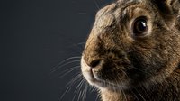 Close-up portrait of brown rabbit with detailed fur texture and whiskers against dark background, suitable for wildlife, nature, and animal-related projects.