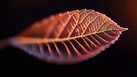 Macro photography of dried autumn leaf showing detailed vein structure and texture in warm copper tones against dark background, highlighting natural patterns.