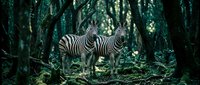 Two zebras standing together in dense tropical forest with lush green vegetation and dramatic lighting filtering through canopy for wildlife photography.