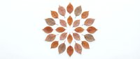Autumn leaves arranged in circular mandala pattern on white background. Natural fall foliage design for seasonal decorations and crafts.