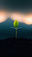 Young green seedling emerging from soil at sunset, backlit by warm light against dark mountains. Fresh spring growth symbolizes new beginnings and hope.