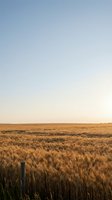 Golden wheat field stretching to horizon under soft evening sky with fence post in foreground creating peaceful rural agricultural landscape scene.