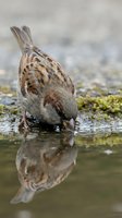 Small sparrow drinking water from puddle with clear reflection on mossy ground surface in natural habitat for wildlife photography and nature documentation.