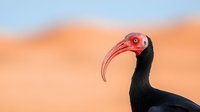 Southern bald ibis with distinctive red face and curved beak against blurred orange and blue background, showcasing wildlife in natural habitat.