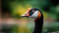 Close-up portrait of a male goose with distinctive black, white, and orange head markings against a soft green blurred background.