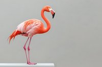 Graceful pink flamingo standing on white surface against neutral gray background, showcasing vibrant coral plumage and elegant curved neck posture.