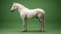 White horse standing in profile on green background isolated for equestrian design and livestock photography projects.