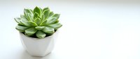 Small green succulent plant in white ceramic pot on clean white background isolated for home decor and gardening design projects.