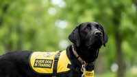 Black Labrador guide dog in yellow training vest outdoors in green park setting, service animal assistance program for visually impaired mobility support.