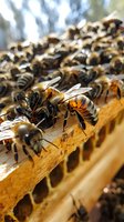 Macro shot of honey bees working on wooden beehive frame, showing detailed wing patterns and fuzzy bodies gathering around honeycomb cells in natural lighting.