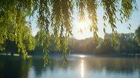 Tranquil lake scene at sunset with hanging willow branches framing calm water reflection, creating peaceful natural atmosphere for wellness and meditation.