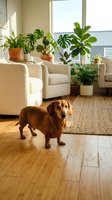 Dachshund dog standing in modern living room with houseplants, natural light streaming through windows creating cozy indoor atmosphere for pet lifestyle.