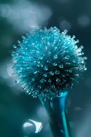 Macro photography of dandelion seed head covered in morning dew drops, creating crystalline effect against dark teal background with natural bokeh.