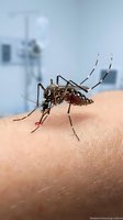 Aedes aegypti mosquito feeding on human skin with blood-filled abdomen in medical laboratory setting for disease research and vector control studies.
