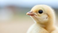 Adorable yellow baby chick with fluffy feathers and bright eyes in soft natural lighting for farm and agriculture content.