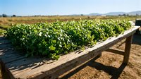 Wooden irrigation channel running through lush green crop field with mountains in distant background, agricultural landscape for farming and irrigation system concepts.