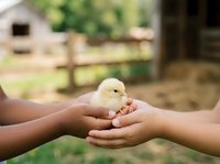 Two children's hands gently holding a young yellow chick on a farm, teaching kids about animal care and agriculture in rural setting.