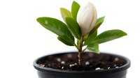 White magnolia flower bud with glossy green leaves in black plastic pot with soil, isolated on white background for gardening and botanical designs.