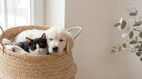 Adorable puppy and kitten cuddling together in wicker basket by sunny window, perfect for pet care, friendship and companionship concepts.
