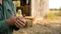 Farmer holding newborn yellow chick in weathered hands on rural farm, agricultural livestock care and poultry breeding concept for farming industry.