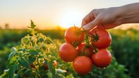 Hand holding fresh ripe red tomatoes on vine in organic garden during golden hour sunset. Harvest season agriculture concept for healthy eating.