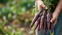 Farmer holding freshly harvested purple carrots with soil and greens attached, suitable for organic produce, agriculture, and farm-to-table content.