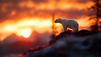 Polar bear silhouette against dramatic orange sunset sky, standing on snowy mountain peak. Arctic wildlife in natural habitat during golden hour creates atmospheric scene.