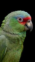 Green Amazon parrot with red head markings and curved beak on black background, tropical bird portrait showing detailed feathers and bright eye.