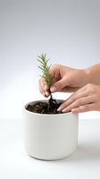 Hands gently planting rosemary seedling in white ceramic pot with soil, nurturing growth and sustainable gardening practices at home.