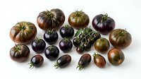 Fresh heirloom tomatoes in purple, green and brown colors arranged on white background. Organic vegetables for healthy cooking and farm market display.