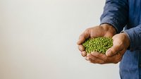 Male farmer with medium brown skin tone holding fresh green peas in cupped hands, wearing blue denim shirt. Suitable for agriculture, farming, organic produce, and food industry marketing materials.