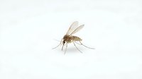 Mosquito isolated on white background, ready for design use in medical, educational, pest control, and healthcare materials.