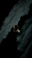 Golden wedding ring resting on dark textured stone surface with dramatic lighting and shadows creating moody atmospheric composition for jewelry photography.