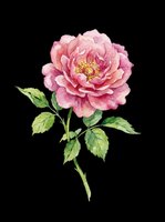 Watercolor pink rose with green leaves isolated on transparent background, ready for t-shirt design, stickers, clipart, sublimation, and print on demand projects.