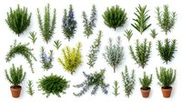 Collection of aromatic herbs including rosemary, thyme, lavender and sage plants in terracotta pots isolated on white background for culinary and gardening designs.