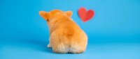 Adorable orange fluffy kitten sitting with back turned showing heart symbol on blue background for pet love concepts and veterinary care materials.