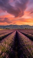 Lavender field rows stretching toward mountains under dramatic sunset sky with purple and orange clouds creating stunning agricultural landscape.