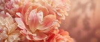 Soft pink and peach ranunculus flowers in warm golden light creating romantic floral background for wedding invitations and feminine design projects.