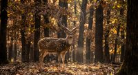 Spotted deer stag standing in golden autumn forest with warm sunlight filtering through trees creating magical woodland atmosphere for nature photography.