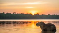 Capybara sitting in calm water during golden hour sunset with warm orange sky reflecting on lake surface creating peaceful wildlife scene.
