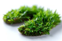 Fresh green moss patches with vibrant grass-like growth on white background, macro photography showing detailed natural texture and botanical structure.