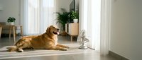 Golden retriever dog relaxing on sunny wooden floor in modern minimalist living room with natural light streaming through white curtains and plants.